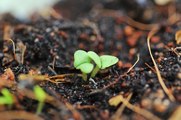 Closeup de muito pequeno rebento crescendo no solo rico representando crescimento