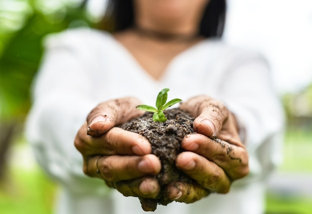 Foto closeup, de, mulher, mãos, segurando, planta, em, solo