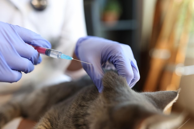 Closeup de mulher veterinária fazendo injeção para exame médico de gato cinza de animal de estimação no veterinário