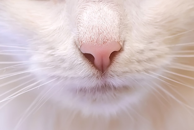 Closeup de nariz de gato rosa