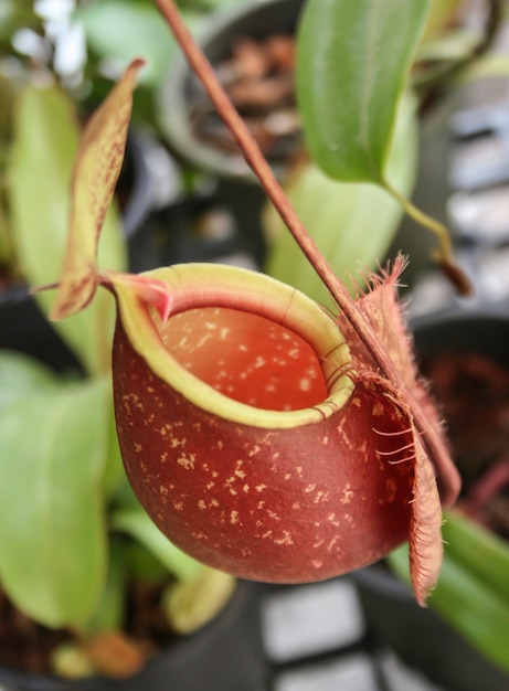 Foto closeup, de, nepenthes, com, fundo obscurecido