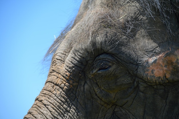 Closeup de olho aberto do elefante asiático Copie o espaço