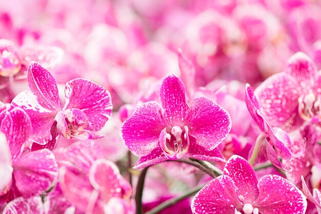 Closeup de orquídea phalaenopsis. Buquê de flores orquídeas