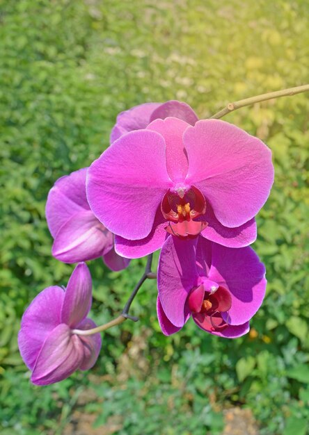 Closeup de orquídea rosa phalaenopsis Pink Orchids em fundo verde desfocado Flor de orquídea rosa