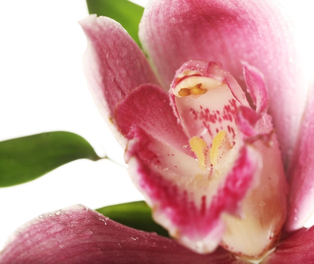Closeup de orquídea rosa