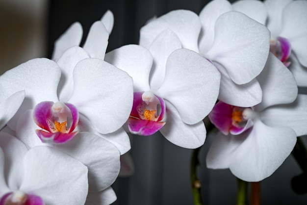 Closeup de orquídeas brancas phalaenopsis contra o fundo escuro