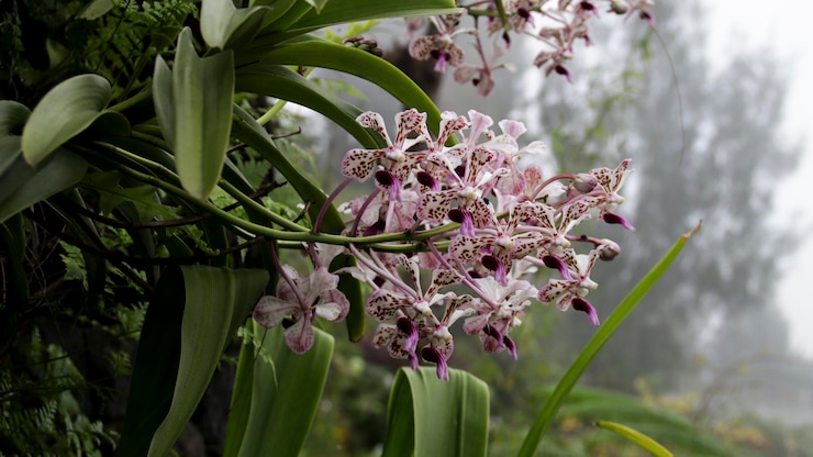 Foto closeup de orquídeas rosadas e brancas com folhas verdes exuberantes em uma paisagem de jardim nebuloso