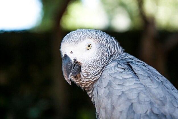 Closeup de papagaio cinza na natureza