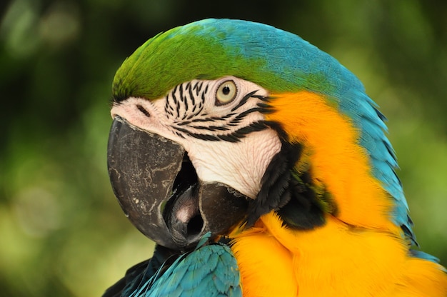 Closeup de papagaio de arara multicolorida. pássaro de arara azul e amarelo na natureza selvagem.