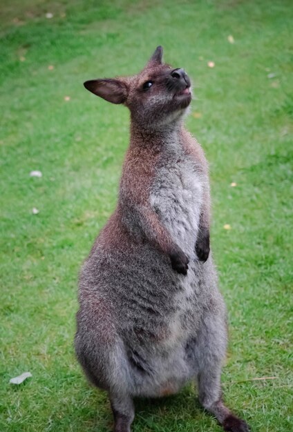 Closeup de pé um pequeno canguru fofo em um campo de grama verde