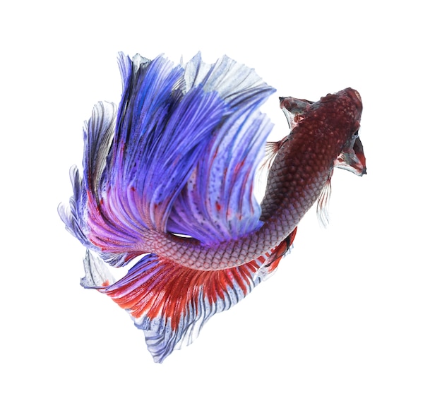 Foto closeup de peixe betta. peixe-dragão colorido.