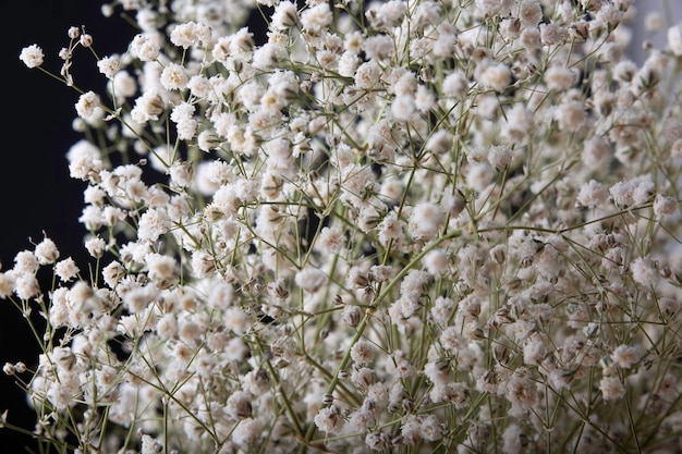 Closeup de pequenas flores brancas de respiração do bebê, Gypsophila em um fundo preto