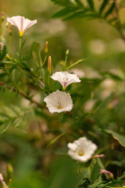 Foto closeup de pequenas flores brancas