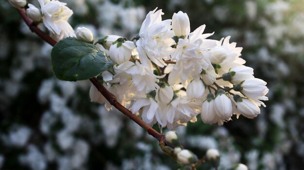 Closeup de pequenas flores brancas