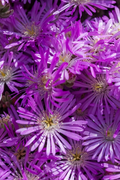 Closeup de pequenas flores roxas