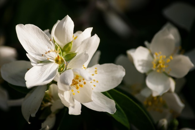 Closeup de pequenas flores