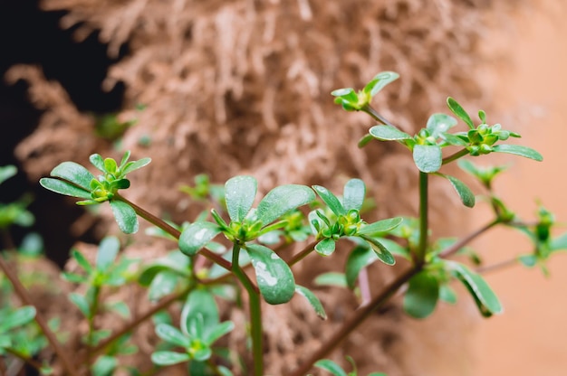 closeup de pequenas folhas verdes com fundo marrom vegetal turva