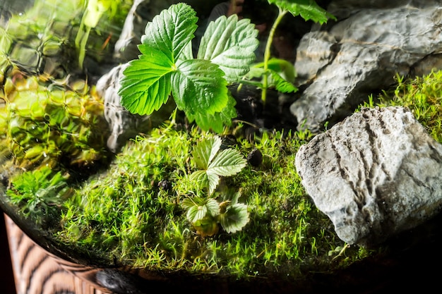 Closeup de pequenas plantas vivas em uma jarra