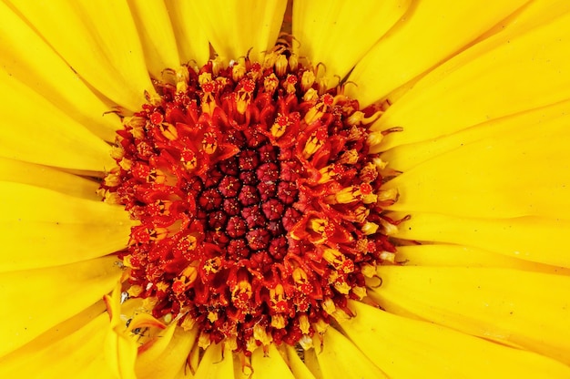 Closeup de pétalas de flores amarelas