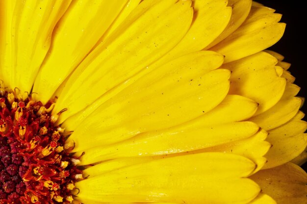 Closeup de pétalas de flores amarelas