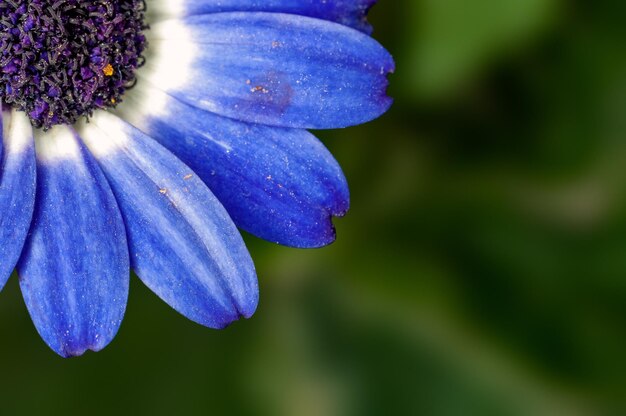 Closeup de pétalas de flores azuis