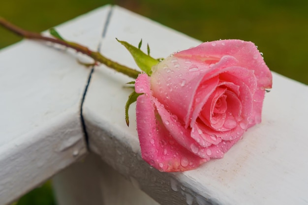 Closeup de pétalas de rosa rosa rosa em gotas de chuva