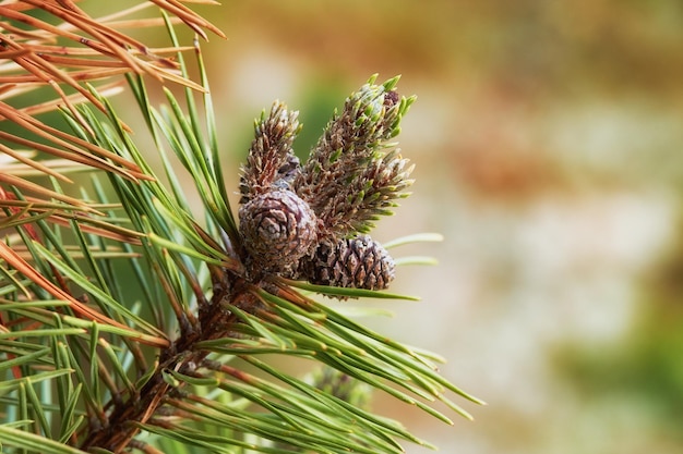 Closeup de pinhas penduradas em um galho de árvore do abeto com um fundo bokeh na zona rural da dinamarca agulhas verdes em uma planta de cedro conífera ou arbusto em floresta de reserva natural remota ou bosques