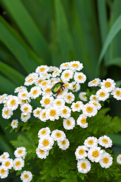 Closeup de piretro de florescência com besouro ourives sentado nele