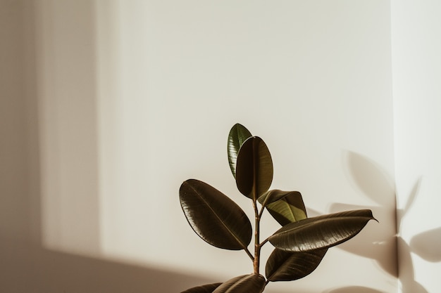 Closeup de planta de borracha ficus em branco