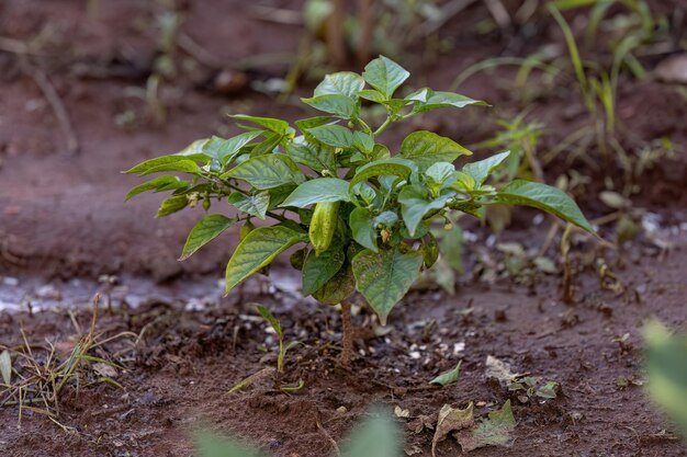 closeup de planta de pimenta pequena em pé no solo