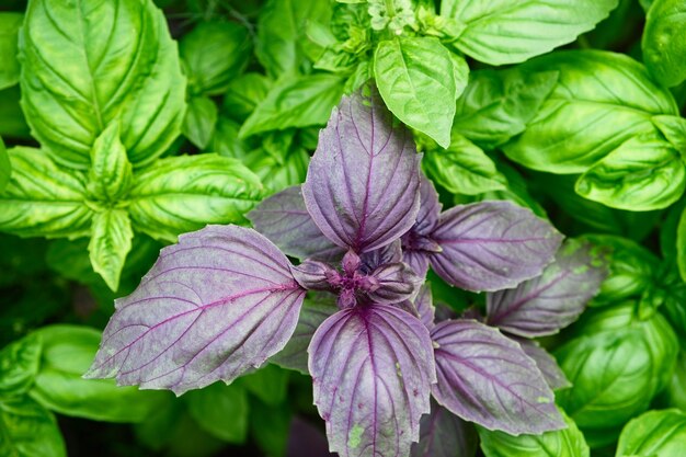 Foto closeup de planta jovem de manjericão fresco no solo ocimum basilicum em fundo de jardim