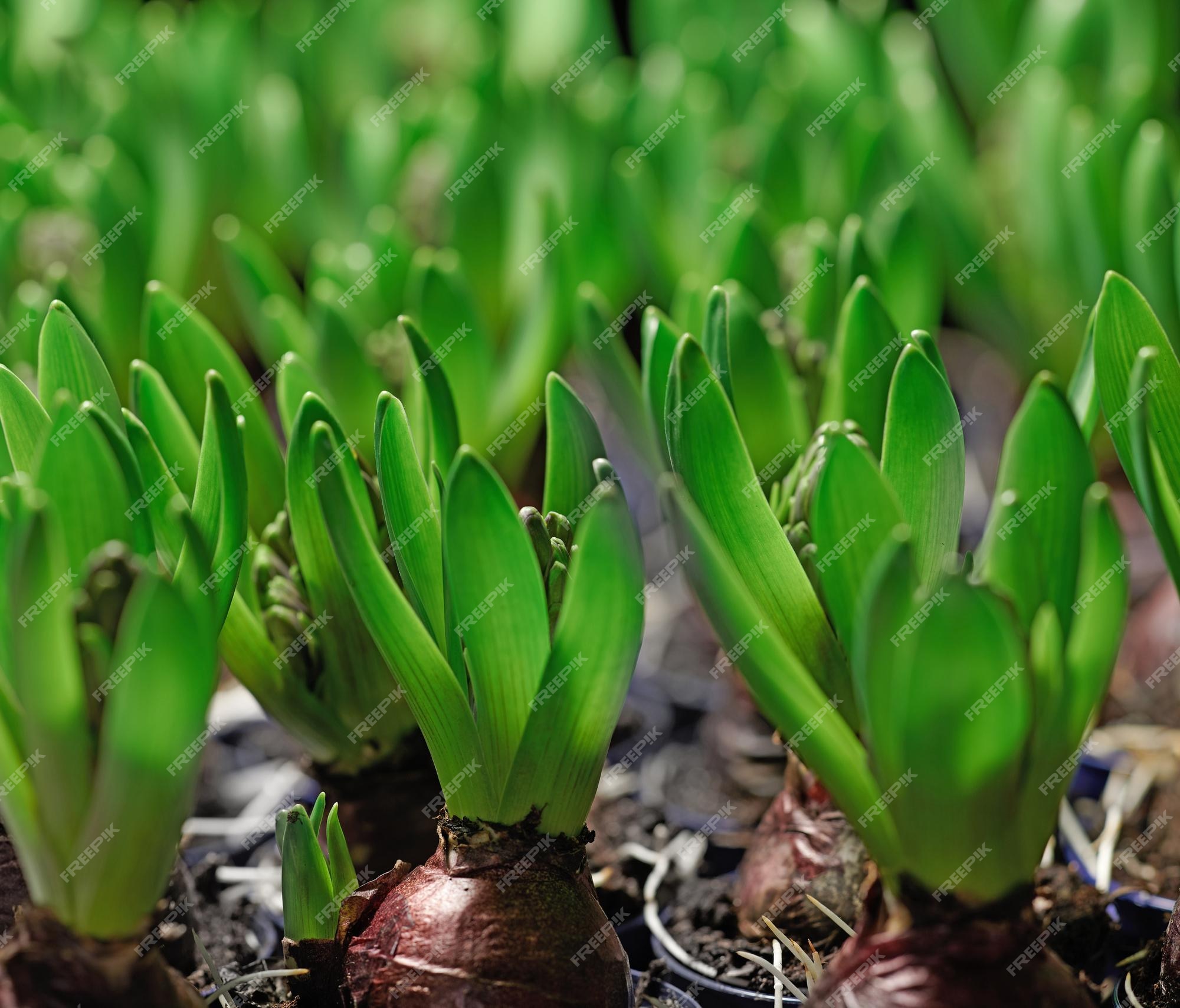 Closeup de plantas de açafrão venenosas crescendo em solo rico em minerais  e nutritivo em um jardim doméstico paisagístico e isolado detalhe  texturizado de flores iridaceae em um quintal ou viveiro |