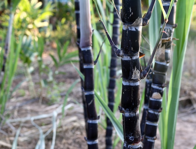 Closeup de plantas de cana-de-açúcar em crescimento no campo