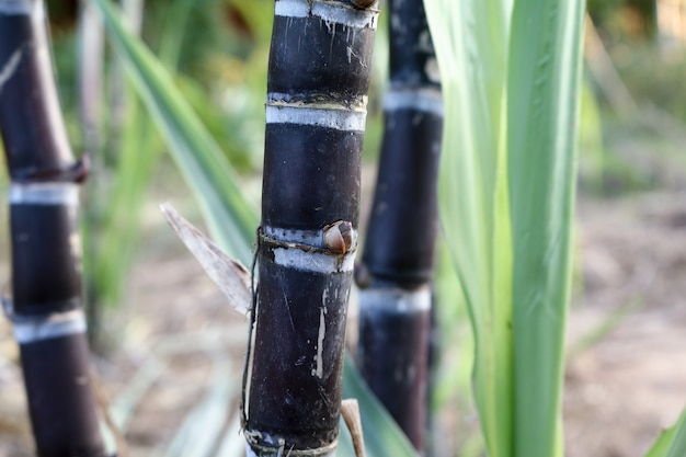 Closeup de plantas de cana-de-açúcar em crescimento no campo