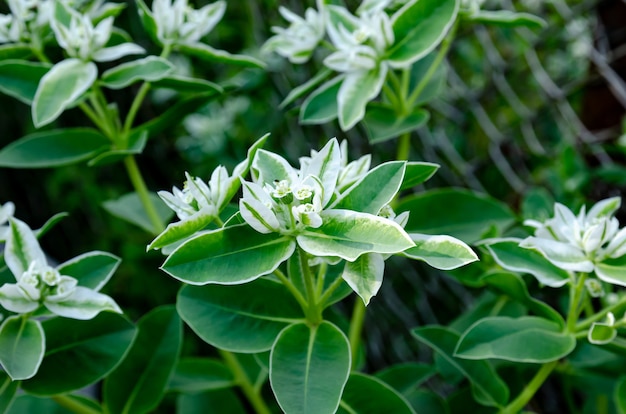 closeup de plantas e flores de jardim