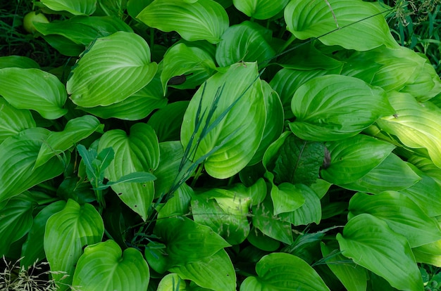 closeup de plantas e flores de jardim