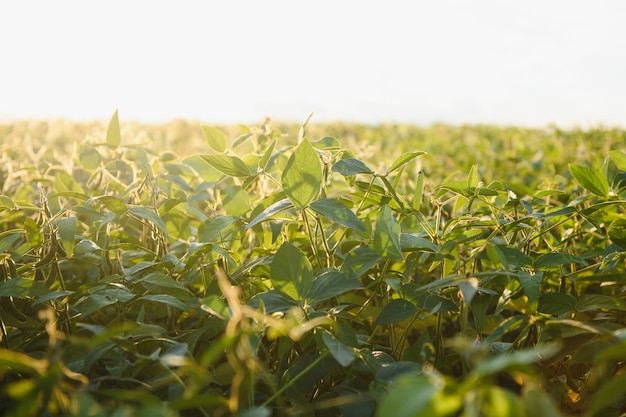 Closeup de plantas verdes de soja em campo