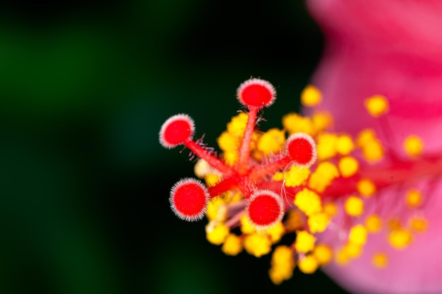 Closeup de pólen de hibisco mostrando um belo padrão