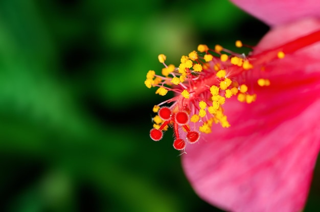 Closeup de pólen de hibisco mostrando um belo padrão