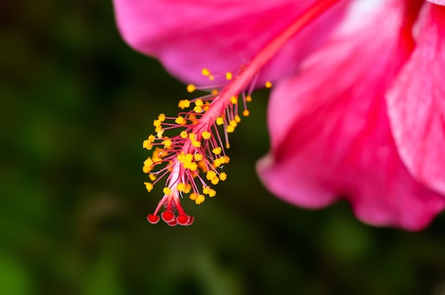 Closeup de pólen de hibisco mostrando um belo padrão