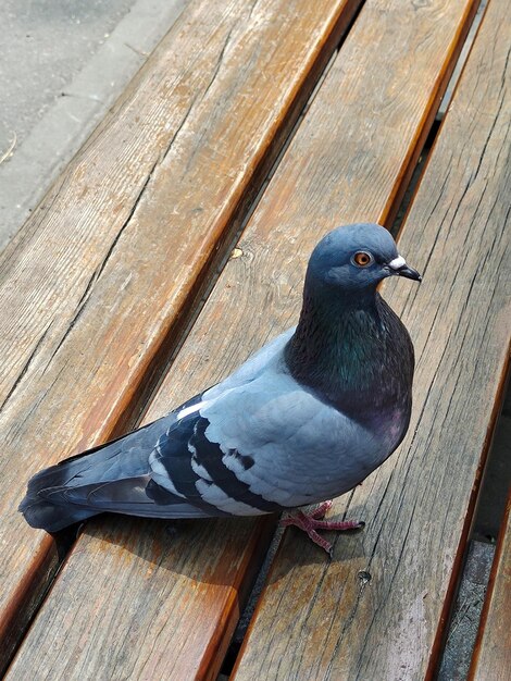 Closeup de pombo-pássaro sentado em um banco de madeira feito de pranchas