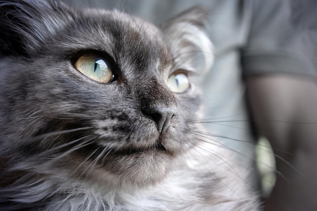 Closeup de retrato de gato cinza de cabelos compridos