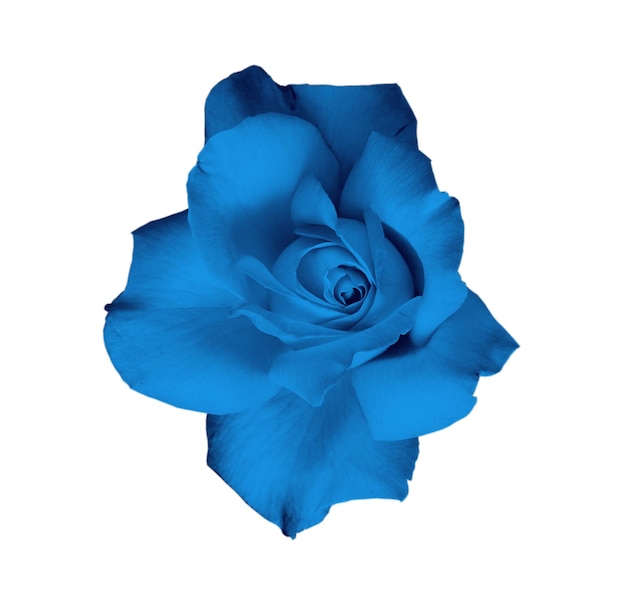 Foto closeup de rosa azul isolado no fundo branco