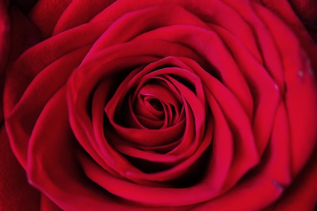 Closeup de rosa vermelha Imagem de estilo vintage Tiro macro