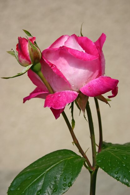 Closeup de rosas cor de rosa