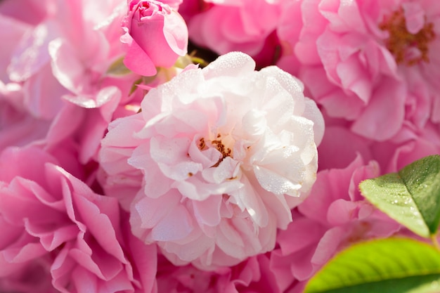 Closeup de roseira rosa sobre fundo de campo