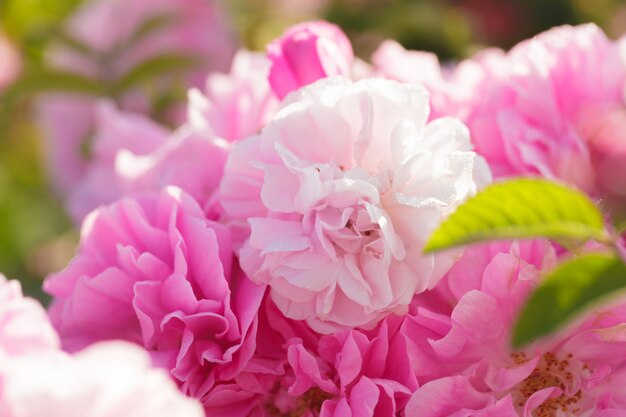 Closeup de roseira rosa sobre fundo de campo