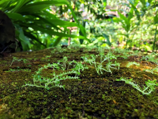 Foto closeup de samambaias verdes e musgo no chão de pedra na floresta tropical tailândia