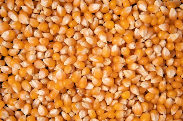 Closeup de semente de milho amarelo orgânico ou milho FullFrame Background View Top