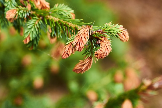 Closeup de Sitka spruce crescendo em uma tranquila floresta de pinheiros zen com um fundo desfocado e copyspace Amplie detalhes e padrões de agulhas de pinheiro em um galho calmante harmonia pacífica natureza